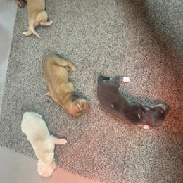 Girl 2 - Red female Dachshund puppy in Polo, Missouri from Blue Tails Farm
