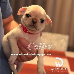 Colby - White male Pug puppy in Cleveland, Ohio from Whimsical White Pugs - Quality Comes First