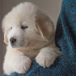 Great Pyrenees Puppies from Kings River Great Pyrenees