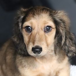 Red collar boy - Cream male Dachshund puppy in Azle, Texas from American Dachshunds