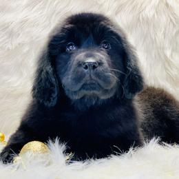 Newfoundland Puppies from Dyer Lake Newfoundland’s