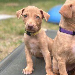 Peach's Litter - Red golden male Pharaoh Hound puppy in Vancouver, Washington from Nefer-Temu Pharaoh Hounds