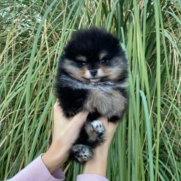 Boy 1 - male Pomeranian puppy in Citrus Heights, California from Yev and Marina's Pomeranians (AKC)