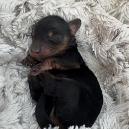 Girl 1 - female Dachshund puppy in Vancouver, Washington from Cascade Minis