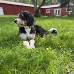 Bernedoodle, Cavapoo, and Poodle All Grown Up from Kelly Brooks