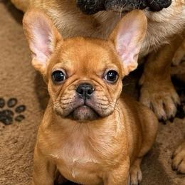Burch - Fawn male French Bulldog puppy in Saucier, Mississippi from Mississippi Sound Frenchies
