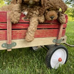 Australian Labradoodle Puppies from Wild Daisy Labradoodles