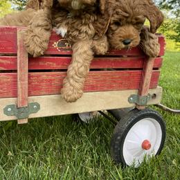 Australian Labradoodle Puppies from Wild Daisy Labradoodles