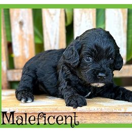 Maleficent - Black female Cockapoo puppy in Clinton, Oklahoma from Enchanted Spaniels
