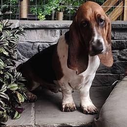 Jacks - Black brown and white male Basset Hound puppy in Newton Grove, North Carolina from MGA Basset Hound