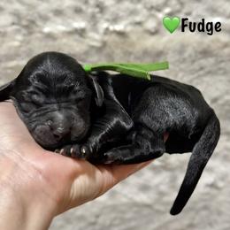 Fudge- Green Collar - Black male Goldendoodle puppy in Bay City, Texas from Charming Doods