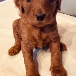 Goldendoodle Puppies from Doodles by Dana