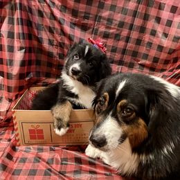 Australian Shepherd and Collie Puppies from Nicara kennel
