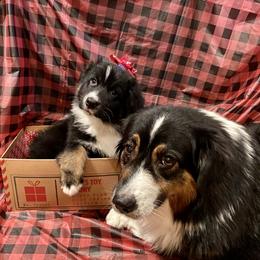 Australian Shepherd and Collie Puppies from Nicara kennel