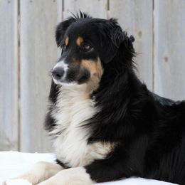 Gemma - Miniature Australian Shepherd