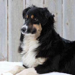 Gemma - Miniature Australian Shepherd