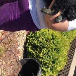 Goldendoodle Puppies from Knoxville Goldendoodles