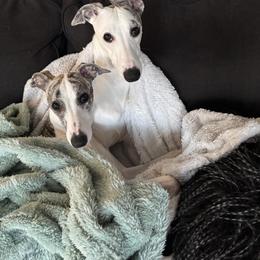 Whippet Puppies from Smithfield Park