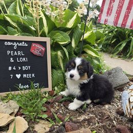 4 male - Black and tan male Pembroke Welsh Corgi puppy in Harrisburg, Illinois from Parish Corgis