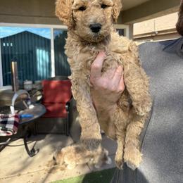Peanut - Red  male Goldendoodle puppy in Mesa, Arizona from Schmidt’s Doxies N Doodles