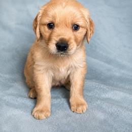 Simon - Golden male Golden Retriever puppy in Underwood, Iowa from Picklebee Acres