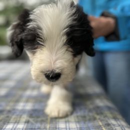 Bearded Collie and Border Collie Puppies from Beloved Bearded & Border Collies