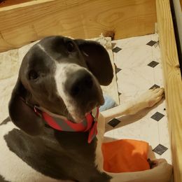 Great Dane Puppies from HCC Great Danes