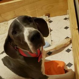 Great Dane Puppies from HCC Great Danes