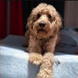 Bernedoodles and Goldendoodles from Lyon and Luna Goldendoodles