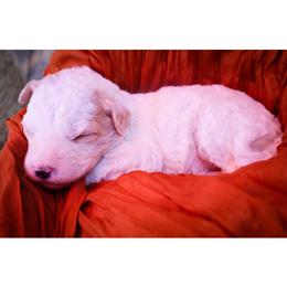 Grace - White female Bernedoodle puppy in Hays, Kansas from Pine Street doodles