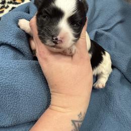 Yorkshire Terrier puppies from Yorkies of Boston