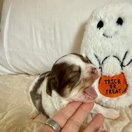 Hank 4300 - Chocolate and white male Chihuahua puppy in Citrus Heights, California from Golden State Chihuahuas