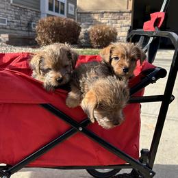 Norfolk Terrier puppies from Rocky Mountain Norfolk Terriers