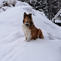 Sky - Collie