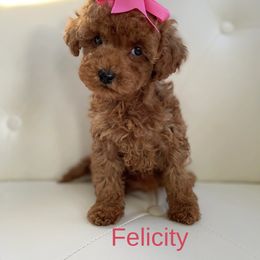 Felicity - Poodle puppy from My Poodle Bears
