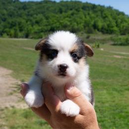 Pip - Black and tan female Pembroke Welsh Corgi puppy in Manchester, Kentucky from Riverside Corgis