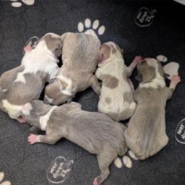 Blue Fawn Splash female 5 - Blue female Boston Terrier puppy in Oak Hills, California from All American Boston Terriers