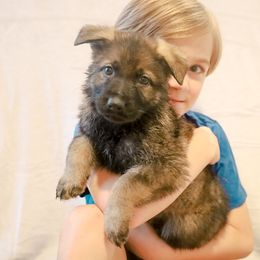 German Shepherd Puppies from Vonherdom German Shepherds