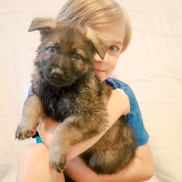 German Shepherd Puppies from Vonherdom German Shepherds