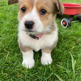 Pembroke Welsh Corgi Puppies from Red Wagon Farm