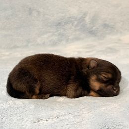 Chocolate wolf sable and tan AKC - Chocolate sable male Pomeranian puppy in Princeton, New Jersey from PureLove Poms.