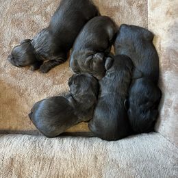 Bitzy - Chocolate female Boykin Spaniel puppy in Van Buren, Arkansas from Arklahoma Boykins