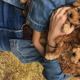 Poodles from Perfection Poodles