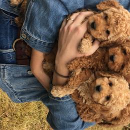 Poodles from Perfection Poodles