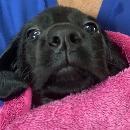 Labrador Retriever Puppies from Cary’s Buck Creek Retrievers