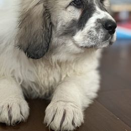 Dachshund and Great Pyrenees Puppies from Mulberry Meadow Farms
