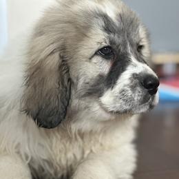 Dachshund and Great Pyrenees Puppies from Mulberry Meadow Farms