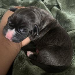 Luna - Seal brown female American Pit Bull Terrier puppy in Frederick, Maryland from •Wyngate Pits•