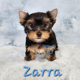 Zarra - Black and tan female Yorkshire Terrier puppy in Adair, Oklahoma from Phillippe's Puppy Paws