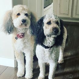 Goldendoodles from A Trained Puppy